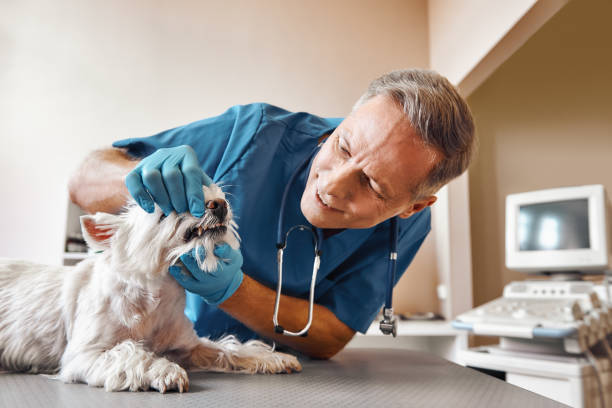 Best Emergency X-Rays and Diagnostics in Locust Grove, OK